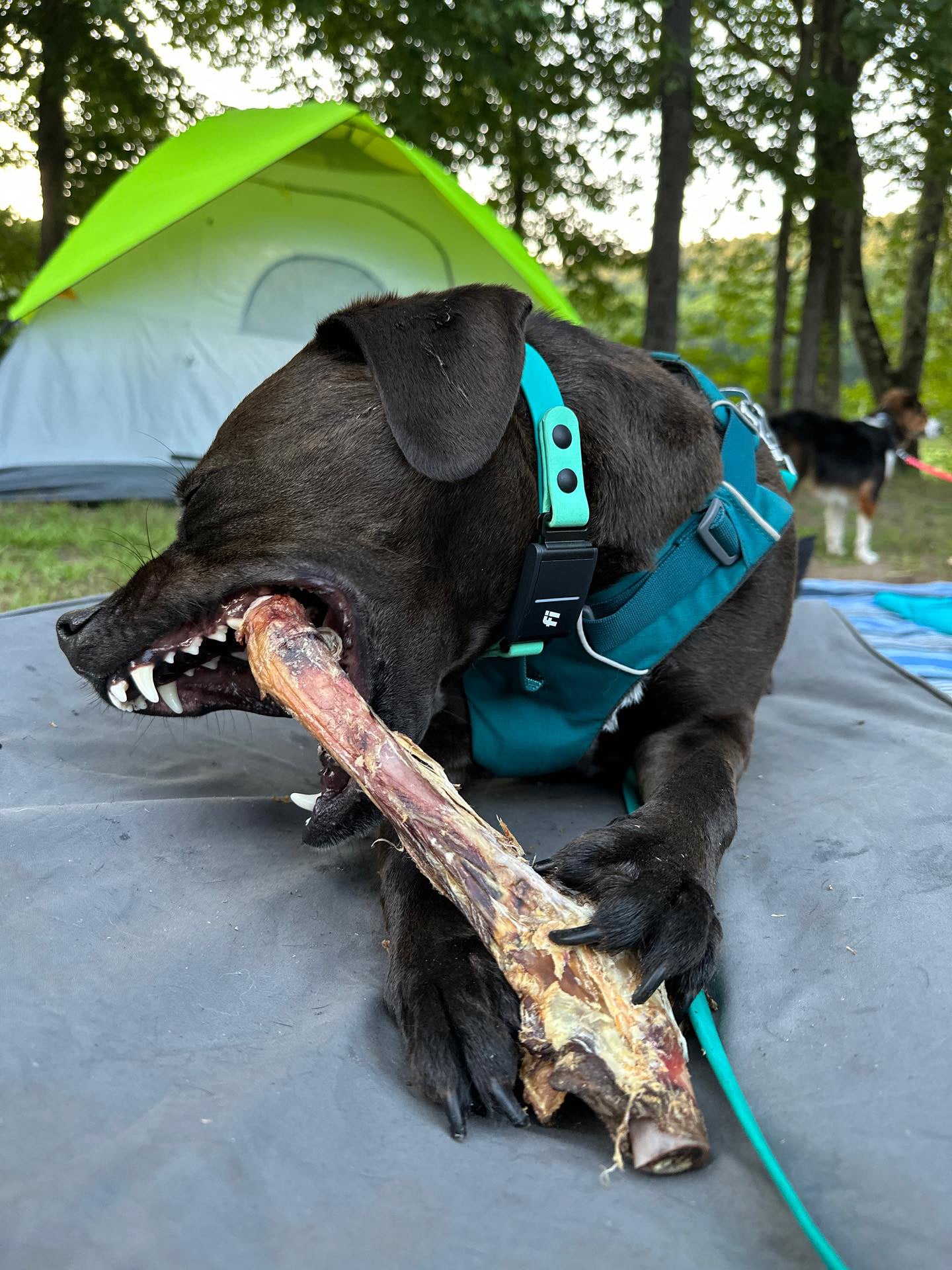 Lamb Shank (GFF & Pasture Raised) - Doot's Pet LLC Collars For A Cause