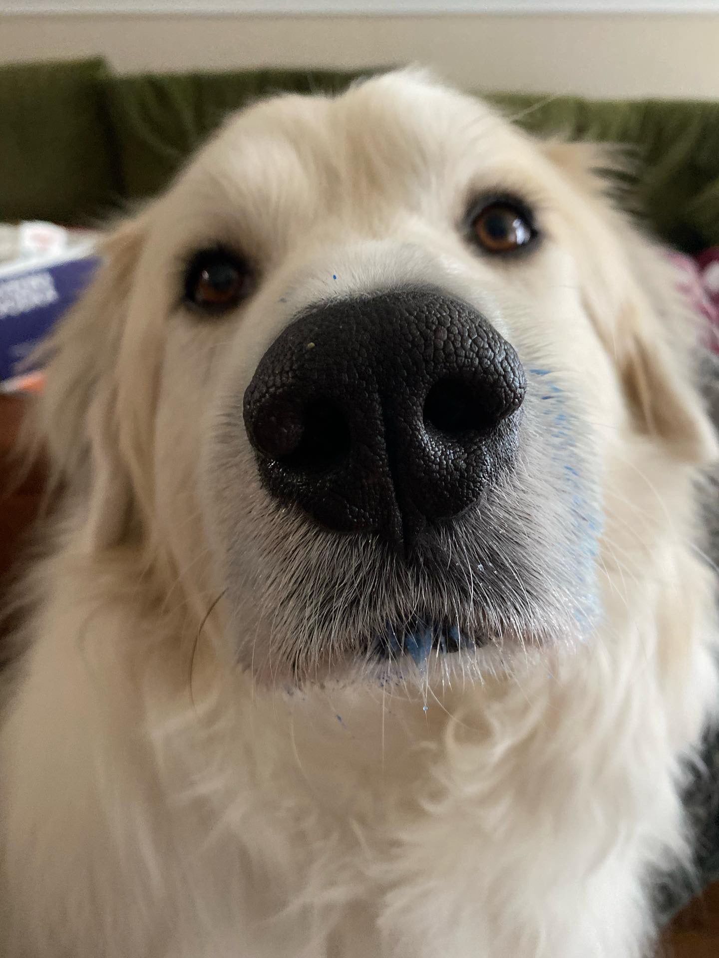 Blue Spirulina Powder (Organic) - Doot's Pet LLC Collars For A Cause