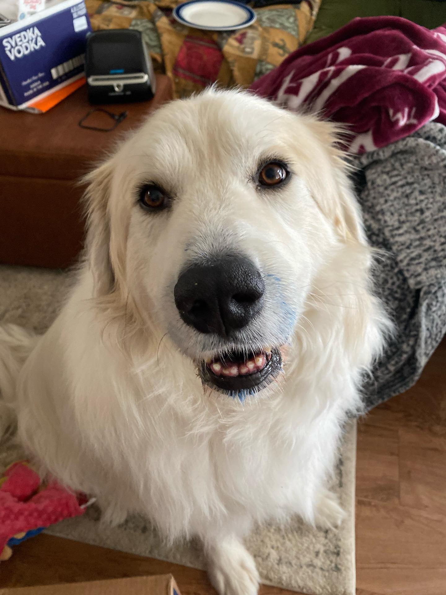 Blue Spirulina Powder (Organic) - Doot's Pet LLC Collars For A Cause