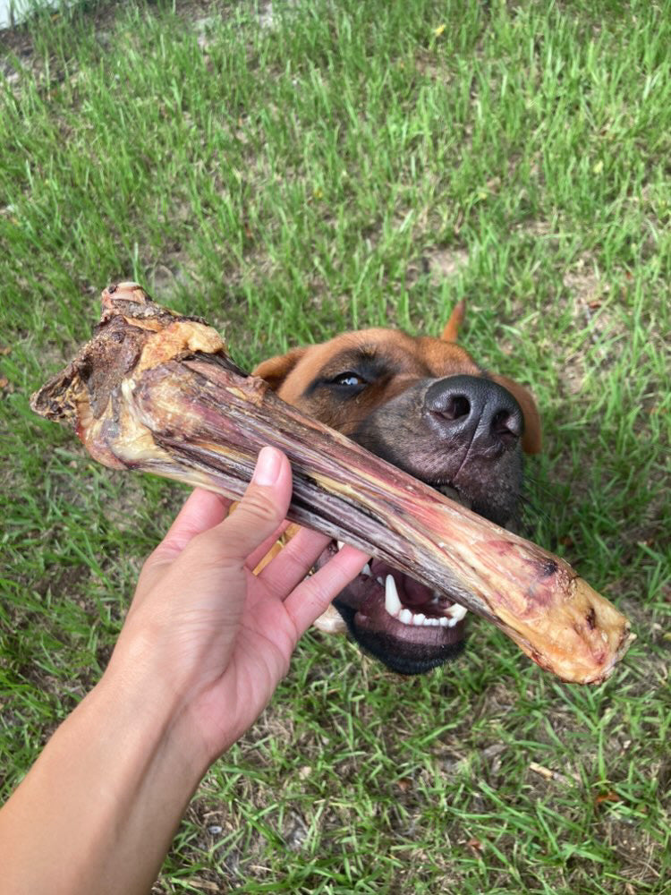 Lamb Shank (GFF & Pasture Raised) - Doot's Pet LLC Collars For A Cause