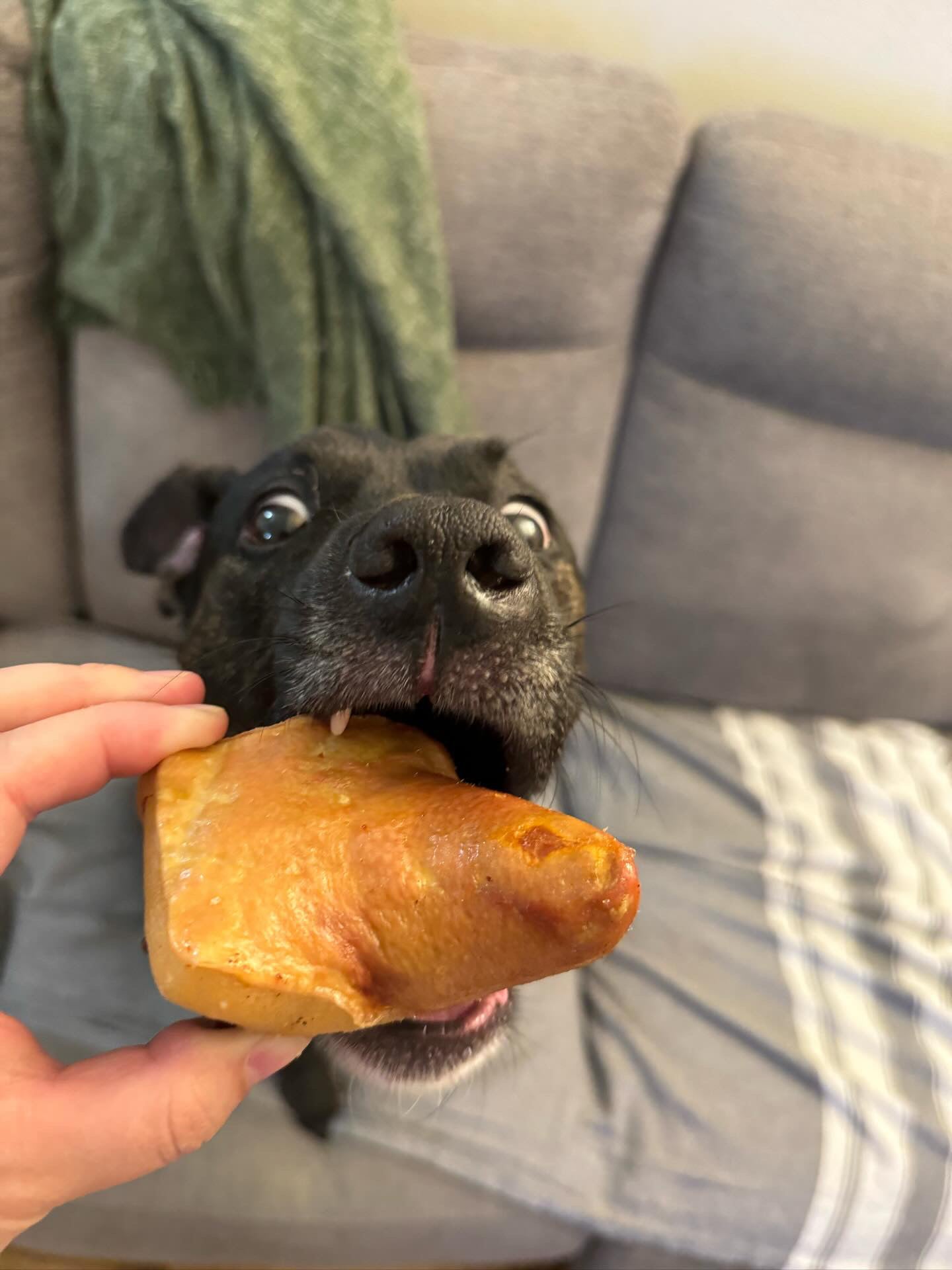 Pork Tails - Doot's Pet LLC Collars For A Cause