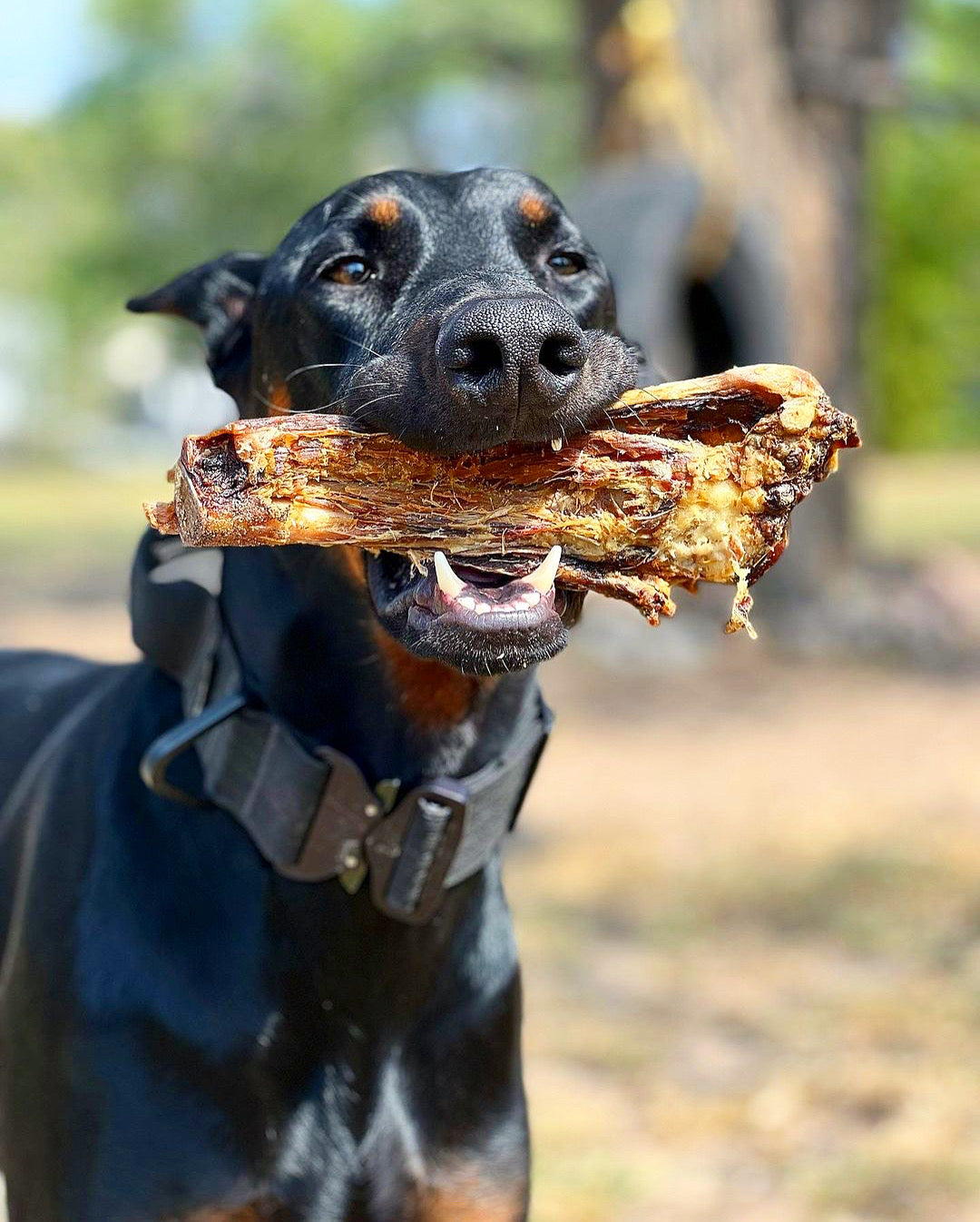 Lamb Shank (GFF & Pasture Raised) - Doot's Pet LLC Collars For A Cause