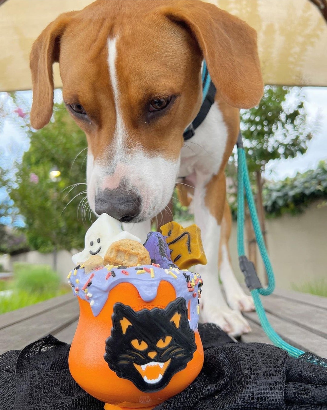 Butterfly Pea Flower Powder (Organic) - Doot's Pet LLC Collars For A Cause