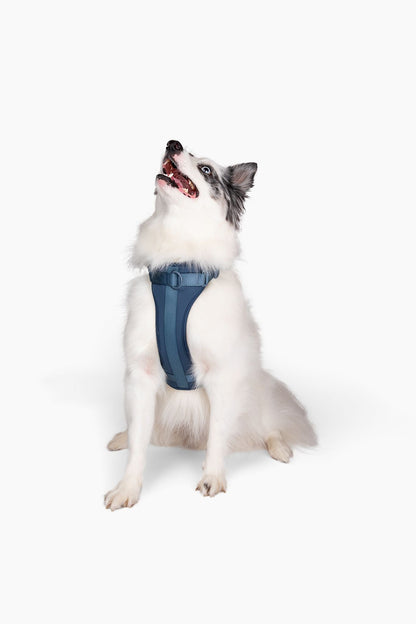 Come Here Buddy Harness