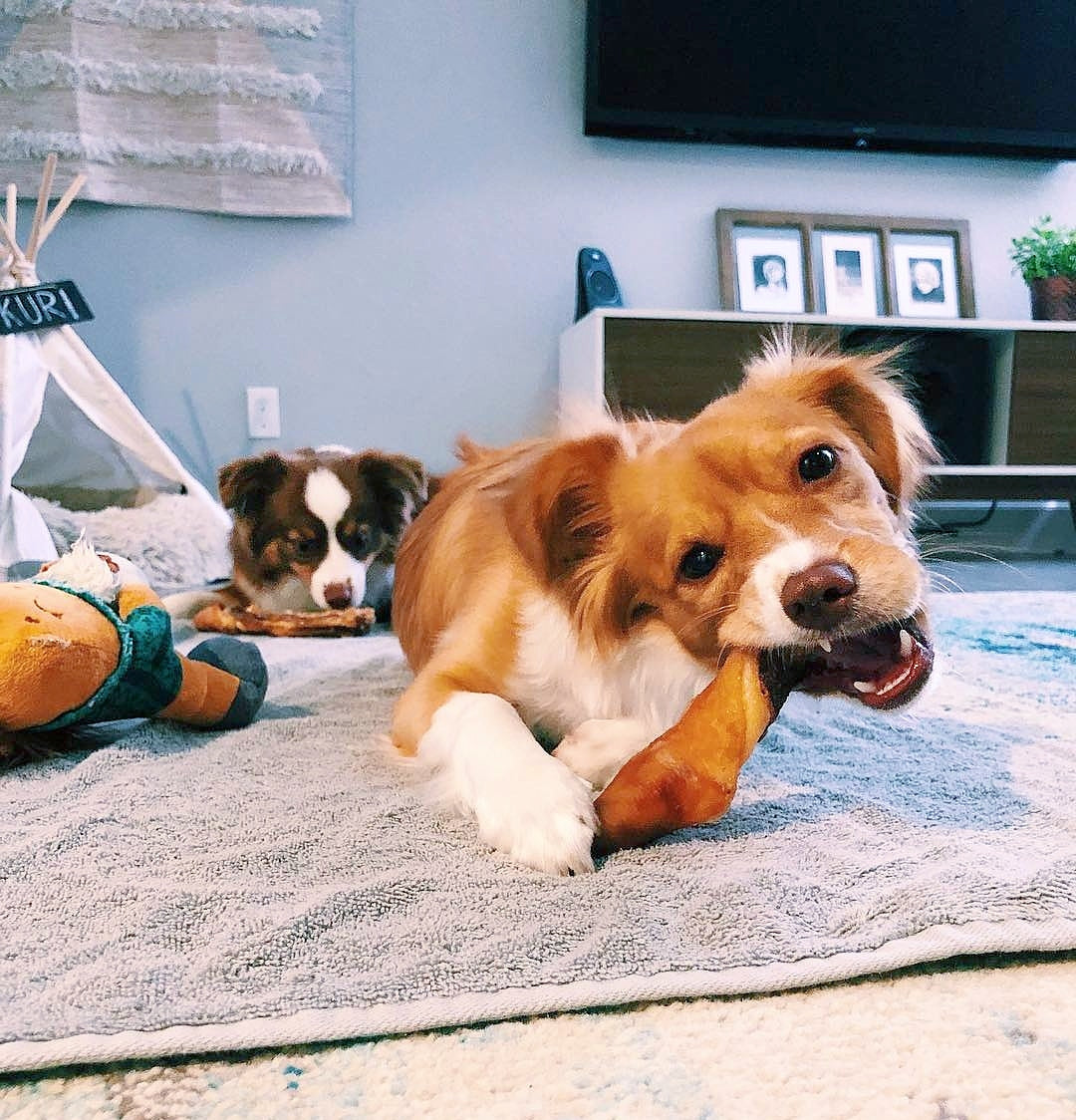 Pork Tails - Doot's Pet LLC Collars For A Cause