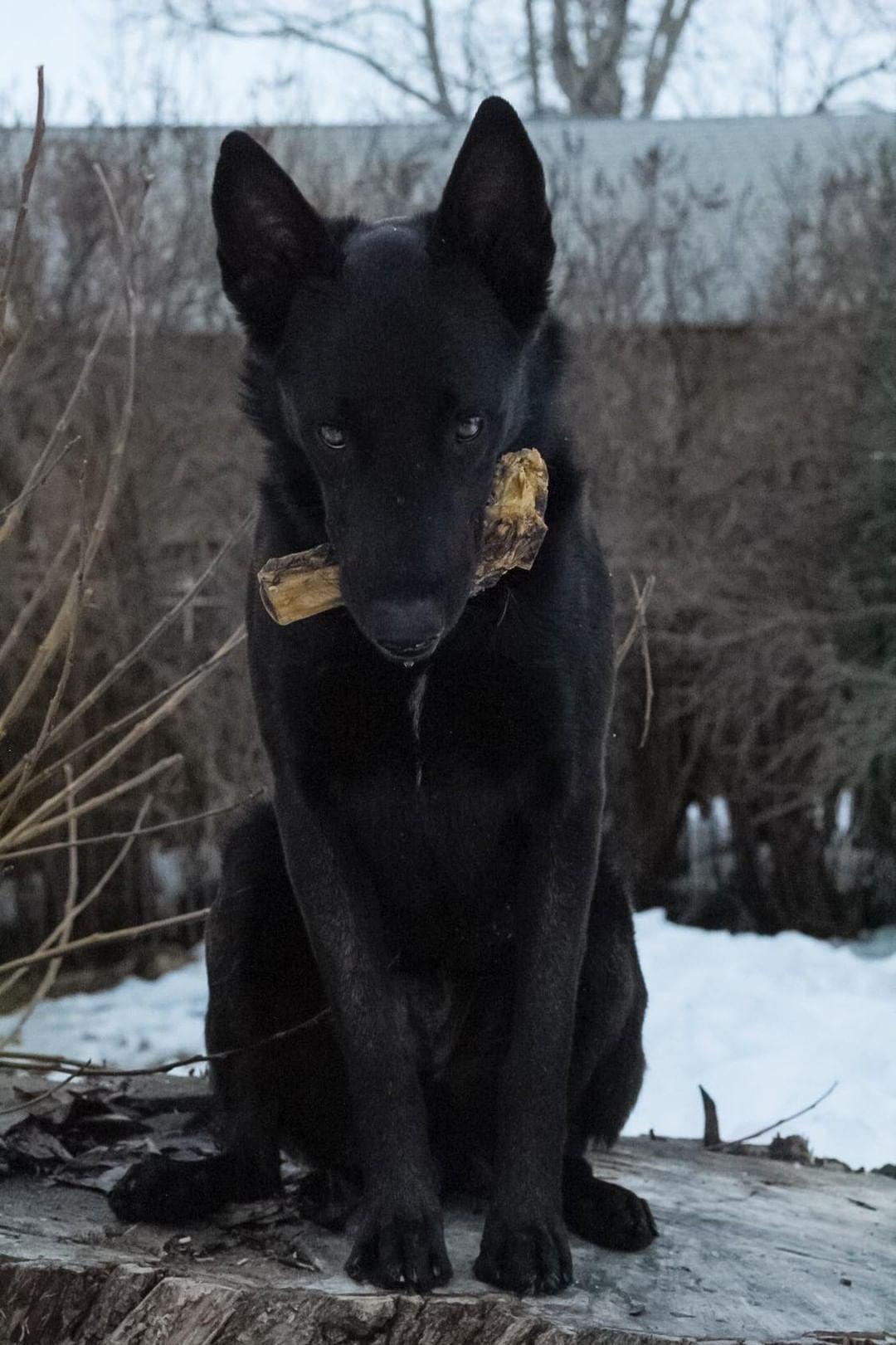 Lamb Shank (GFF & Pasture Raised) - Doot's Pet LLC Collars For A Cause