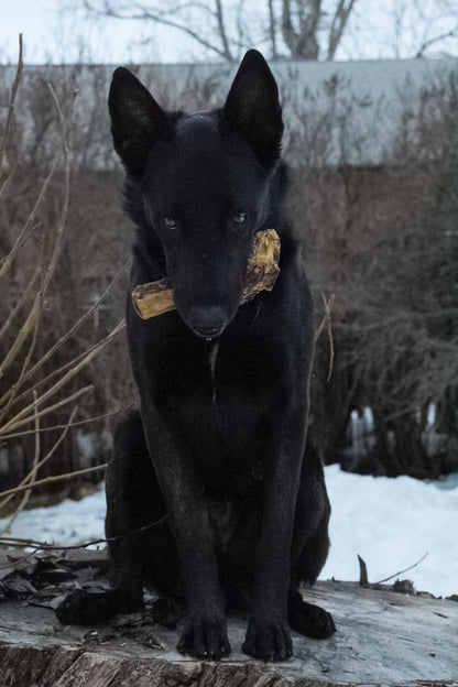 Lamb Shank (GFF & Pasture Raised) - Doot's Pet LLC Collars For A Cause