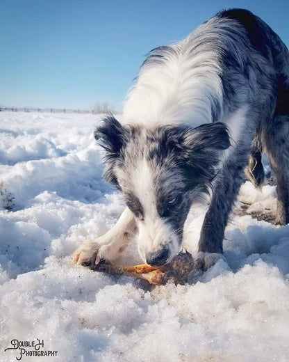 Lamb Shank (GFF & Pasture Raised) - Doot's Pet LLC Collars For A Cause