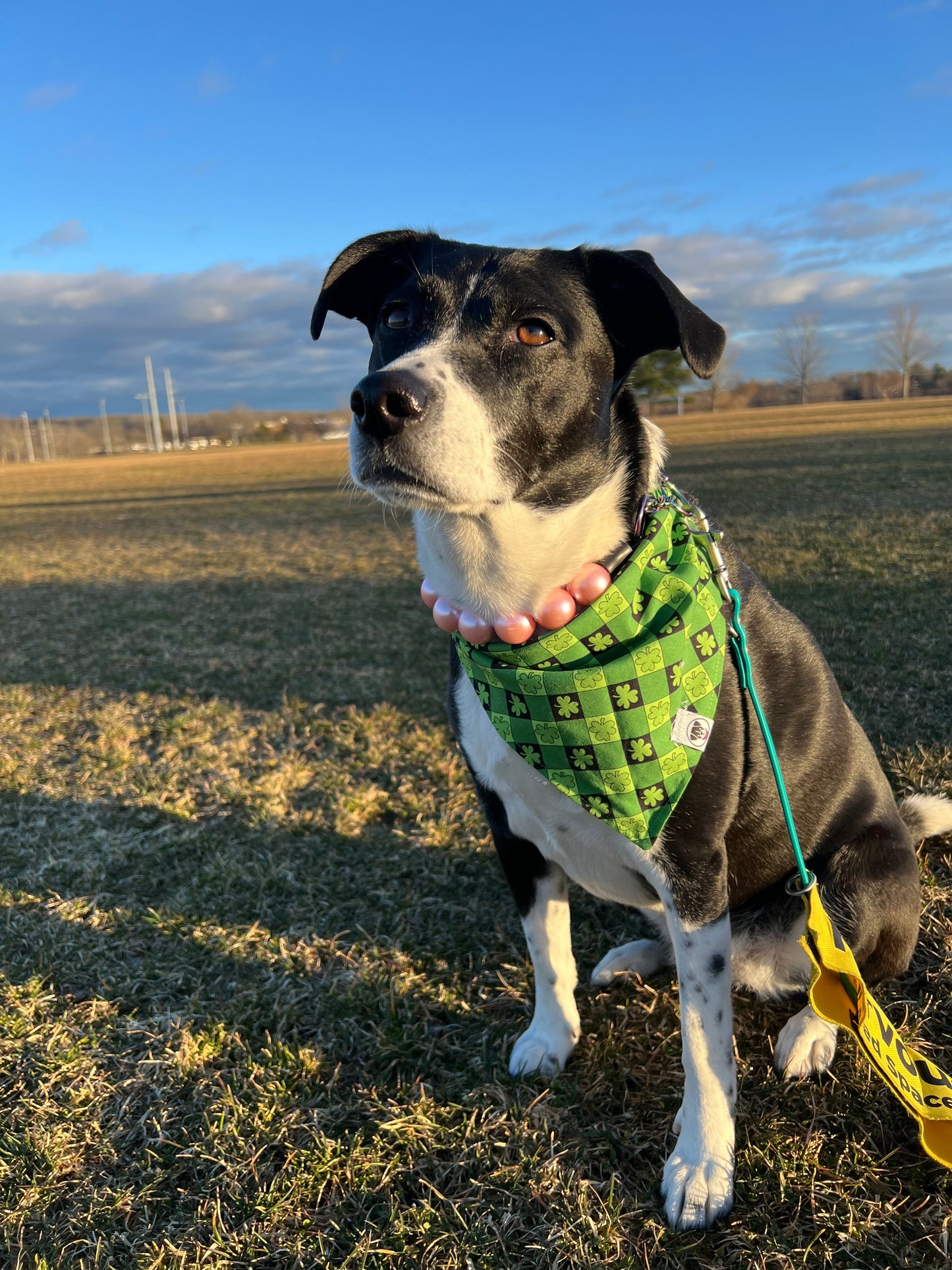 St. Patricks Day Dog Bandana Shamrock Plaid