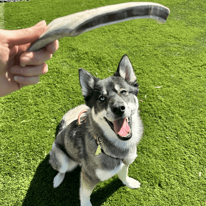 REINDEER ANTLERS FOR DOGS | ANTLER DOG CHEWS FOR AGGRESSIVE CHEWERS