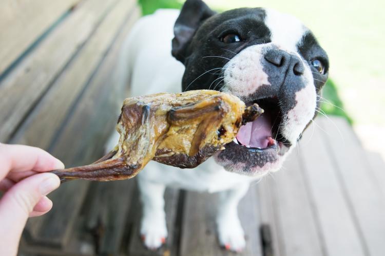 Whole Quails (Bone-In) - Doot's Pet LLC Collars For A Cause