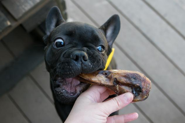 Duck Heads (ABF) - Doot's Pet LLC Collars For A Cause