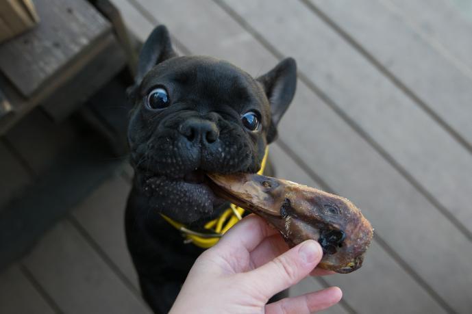 Duck Heads (ABF) - Doot's Pet LLC Collars For A Cause