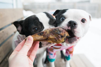 Duck Heads (ABF) - Doot's Pet LLC Collars For A Cause