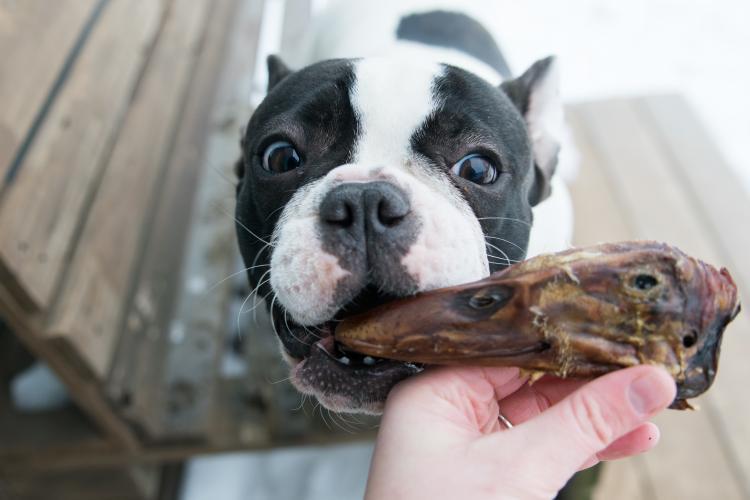 Duck Heads (ABF) - Doot's Pet LLC Collars For A Cause