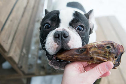 Duck Heads (ABF) - Doot's Pet LLC Collars For A Cause