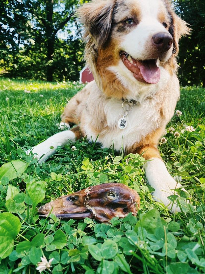 Duck Heads (ABF) - Doot's Pet LLC Collars For A Cause