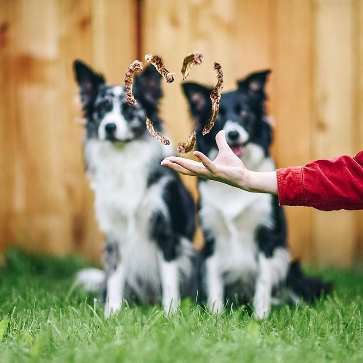 Chicken Necks - Doot's Pet LLC Collars For A Cause