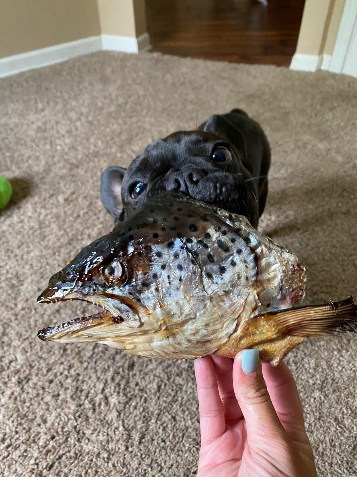 Salmon Head (2 Halves) - Doot's Pet LLC Collars For A Cause