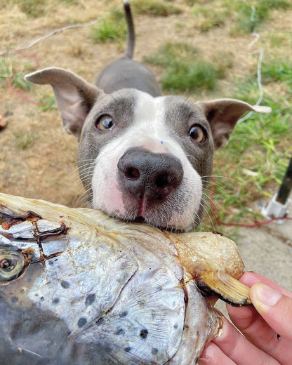 Salmon Head (2 Halves) - Doot's Pet LLC Collars For A Cause
