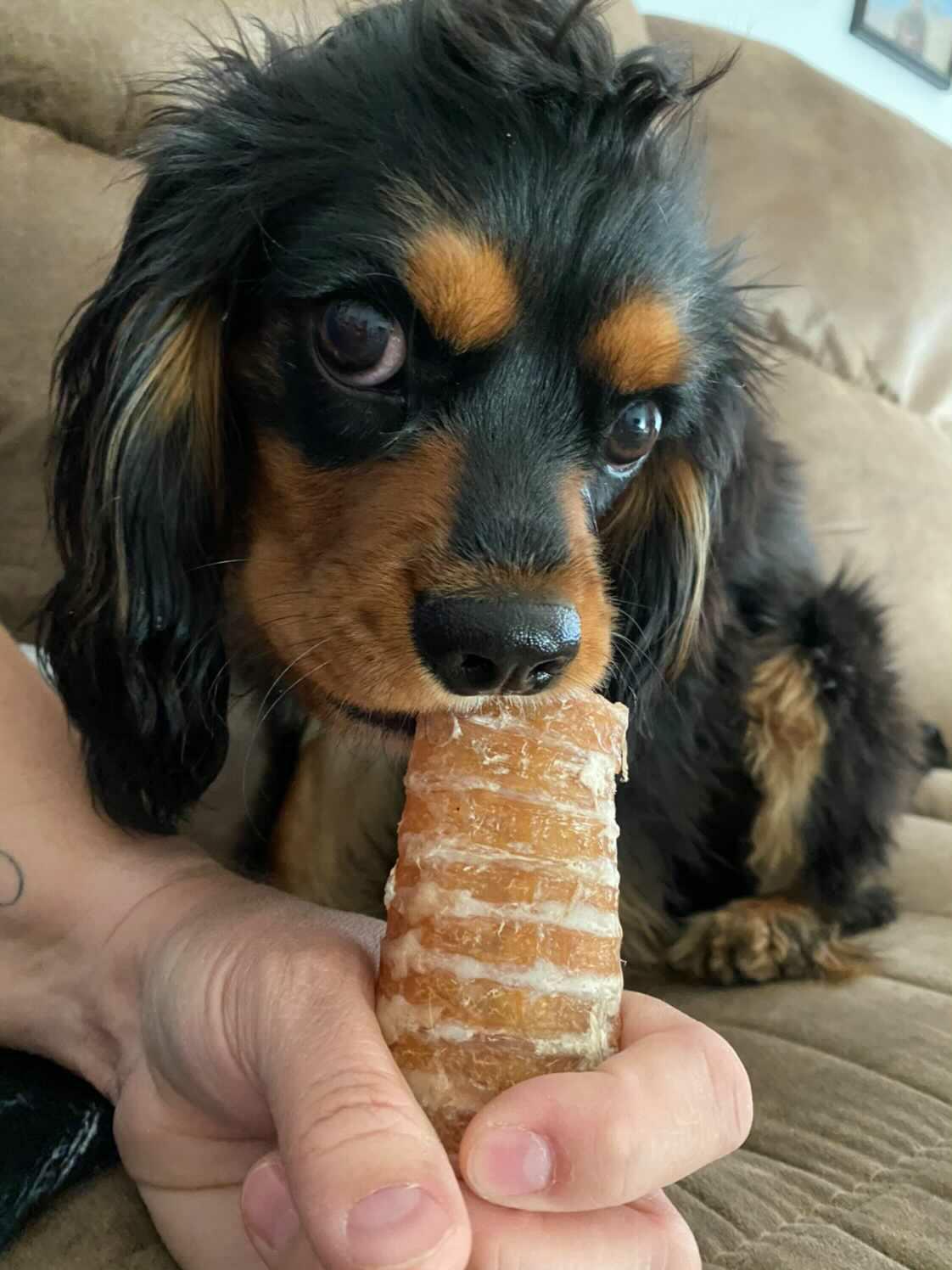 Beef Trachea (Grass Fed & Finished) - Doot's Pet LLC Collars For A Cause