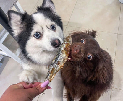 Dehydrated Wild-Caught Sardines for Cats & Dogs — 100% Single Ingredient | Raw Instincts Florida | Qty: 5 Fish - Doot's Pet LLC Collars For A Cause