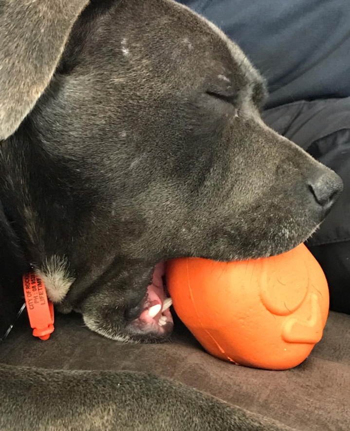 Roasted Turkey eDispenser Durable Rubber Chew Toy & Treat Dispenser - Large - 25% off! - Doot's Pet LLC Collars For A Cause