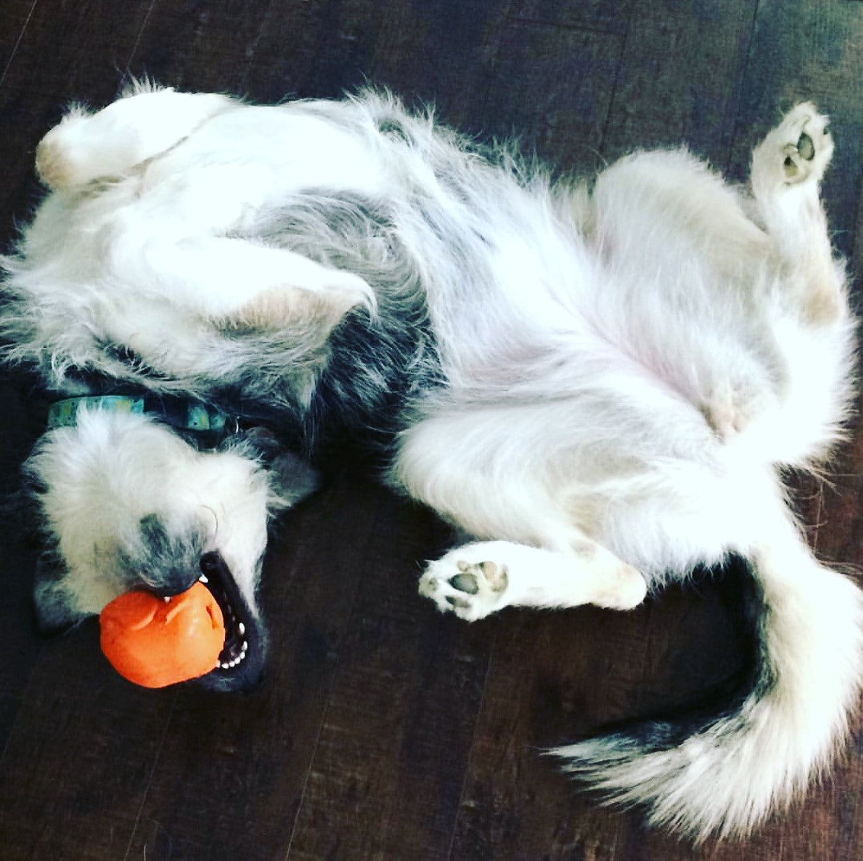 Roasted Turkey eDispenser Durable Rubber Chew Toy & Treat Dispenser - Large - 25% off! - Doot's Pet LLC Collars For A Cause