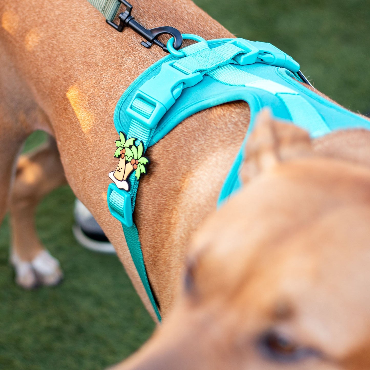 Palm Tree Jiby Dog Charm