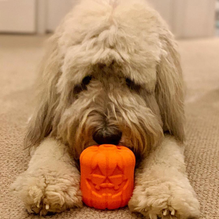 Jack O' Lantern eDispener Durable Rubber Chew Toy & Treat Dispenser - Doot's Pet LLC Collars For A Cause