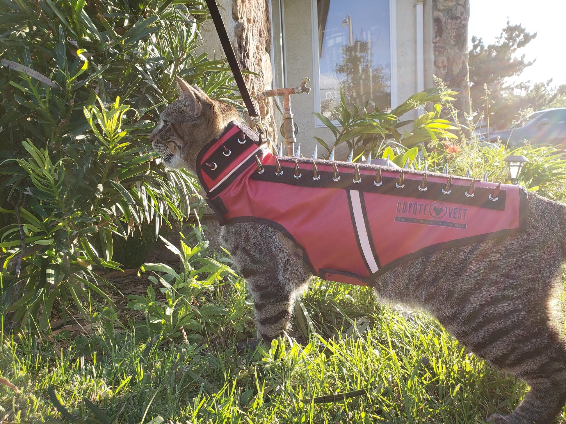 SpikeVest for Cats - Doot's Pet LLC Collars For A Cause