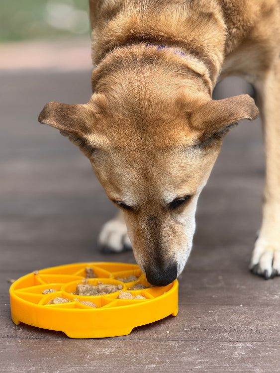 Sunflower eTray Shallow Slow Feeder Dog Bowl for Enrichment | USA Made - Doot's Pet LLC Collars For A Cause