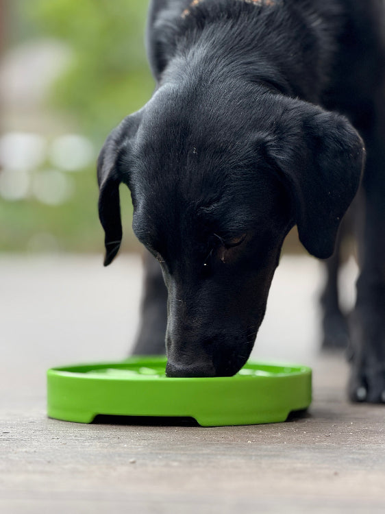 Garden Design eTray - Shallow Slow Feeder Dog Bowl for Enrichment | USA - Doot's Pet LLC Collars For A Cause