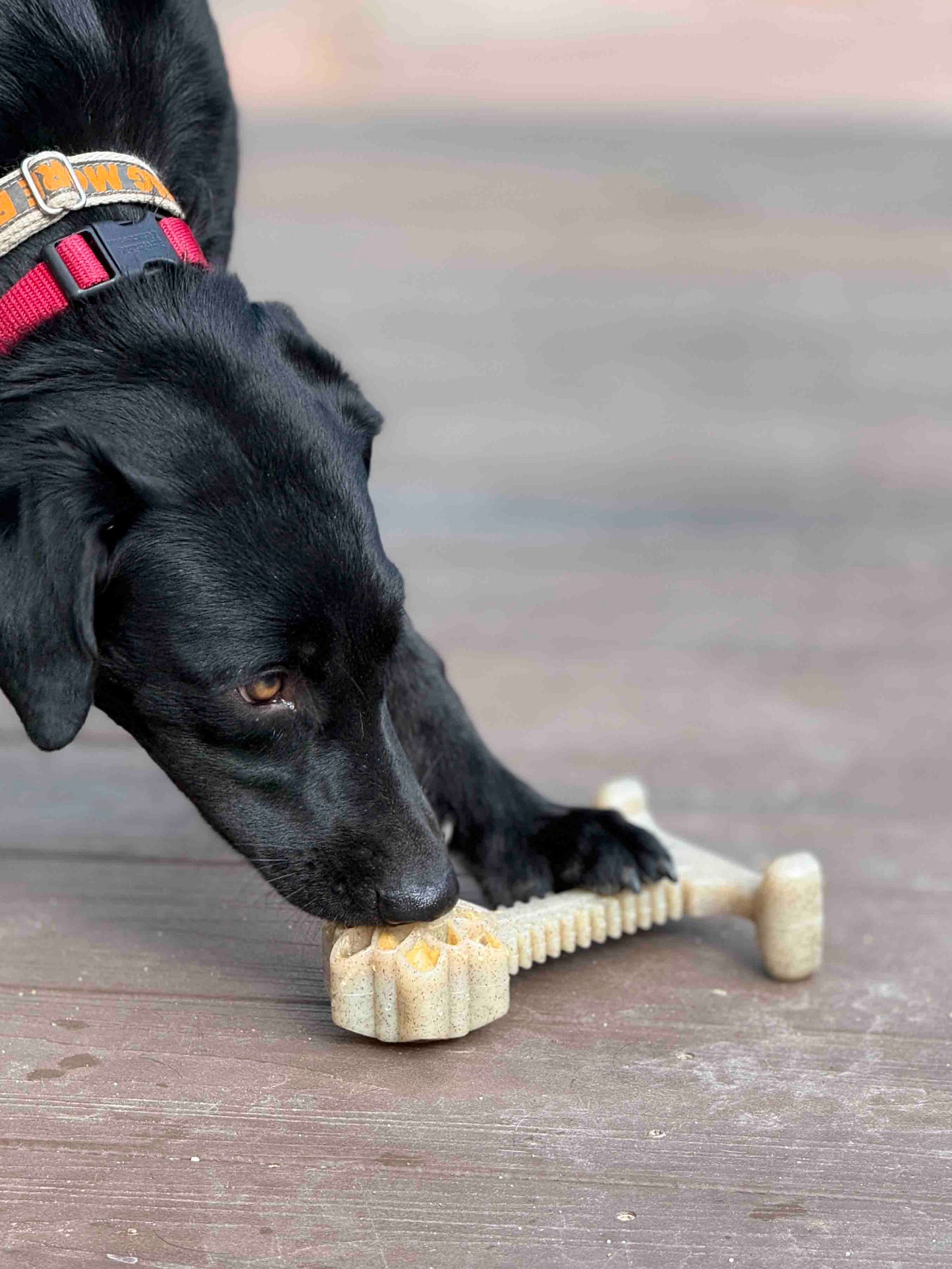 Honey Bone Dental Flower Tower - Indestructible Nylon Dog Chew Toy XL | USA - Doot's Pet LLC Collars For A Cause