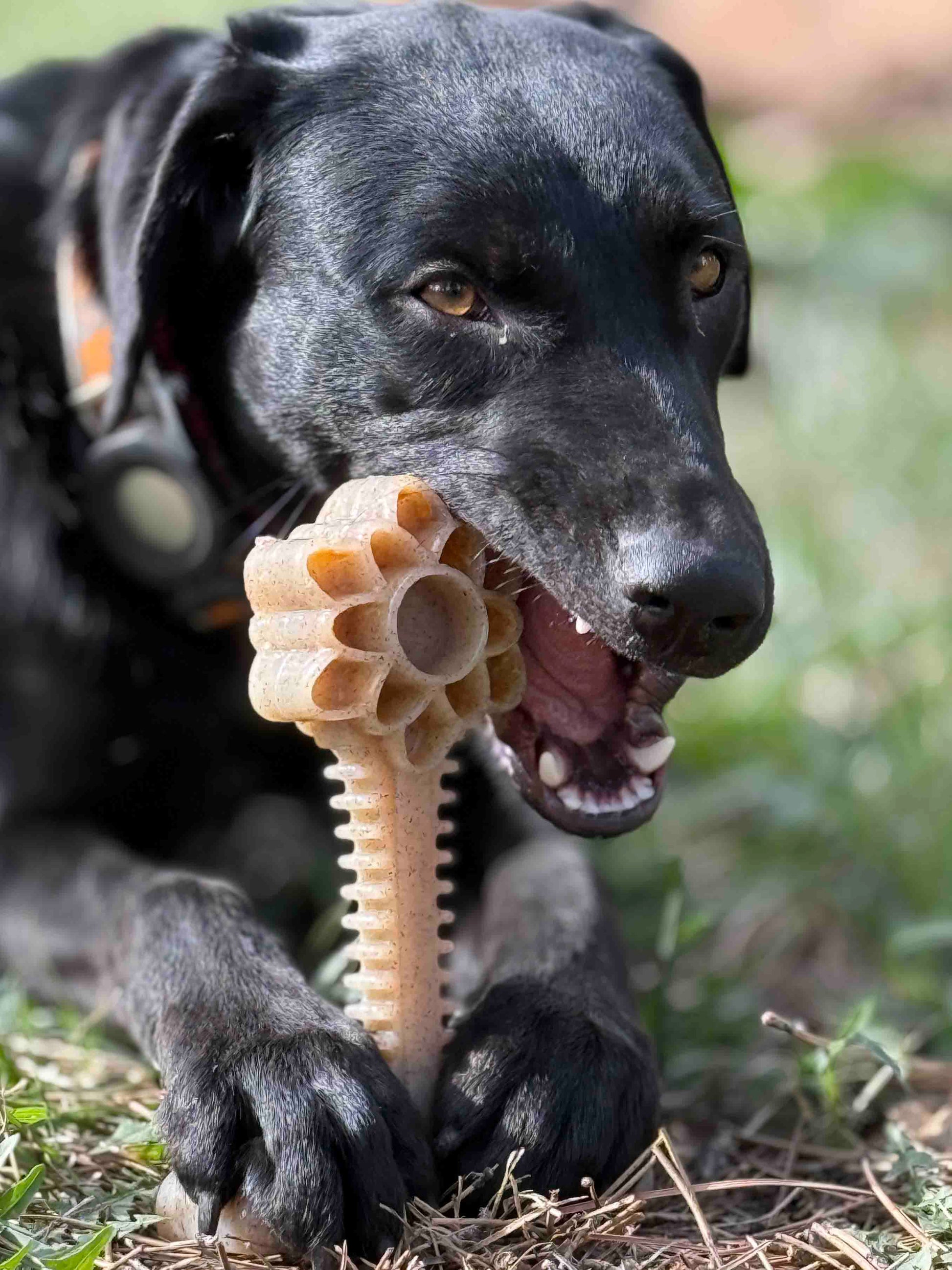 Honey Bone Dental Flower Tower - Indestructible Nylon Dog Chew Toy XL | USA - Doot's Pet LLC Collars For A Cause