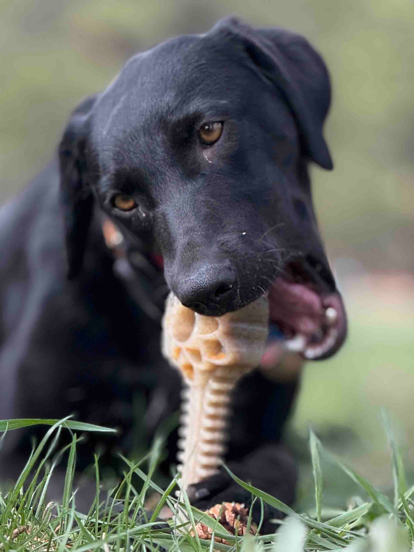 Honey Bone Dental Flower Tower - Indestructible Nylon Dog Chew Toy XL | USA - Doot's Pet LLC Collars For A Cause