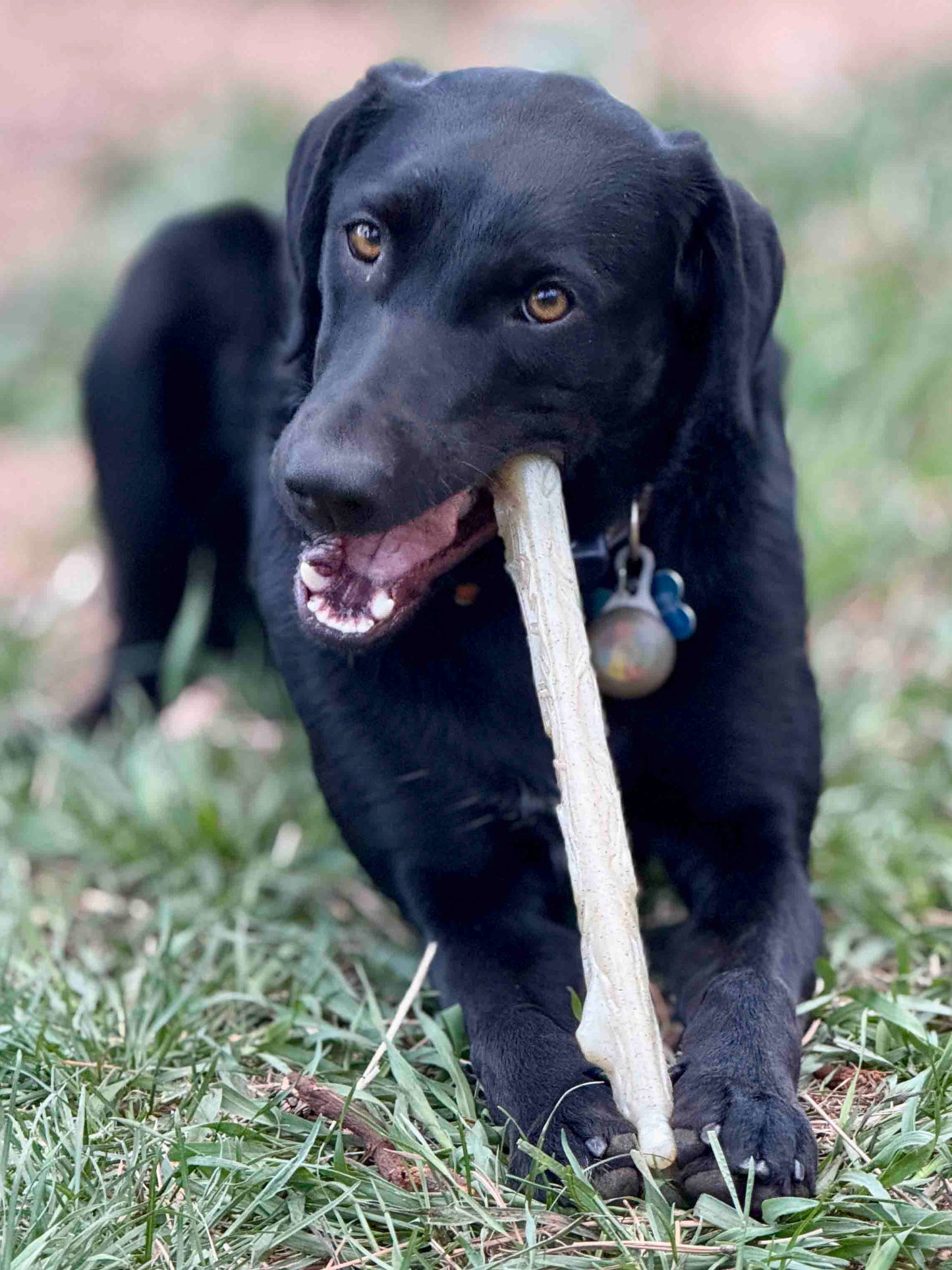 Durable Nylon Chew Stick for Power Chewers | Indestructible Dog Toy USA - Doot's Pet LLC Collars For A Cause