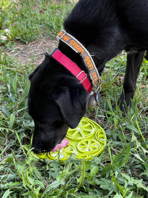 Citrus Design eMat - Enrichment Lick Mat For Dogs and Cats - with Suction Cups | USA Made - Doot's Pet LLC Collars For A Cause