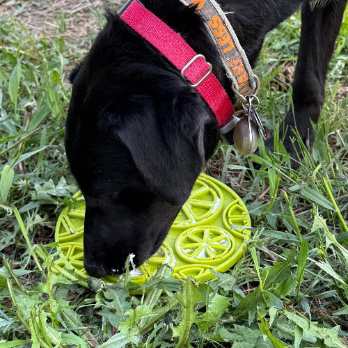 Citrus Design eMat - Enrichment Lick Mat For Dogs and Cats - with Suction Cups | USA Made - Doot's Pet LLC Collars For A Cause