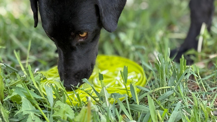 Citrus Design eMat - Enrichment Lick Mat For Dogs and Cats - with Suction Cups | USA Made - Doot's Pet LLC Collars For A Cause