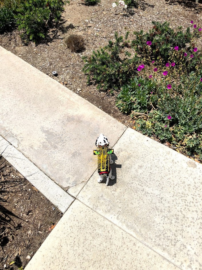 HawkEyes - Doot's Pet LLC Collars For A Cause