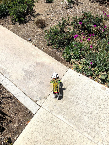 HawkEyes - Doot's Pet LLC Collars For A Cause