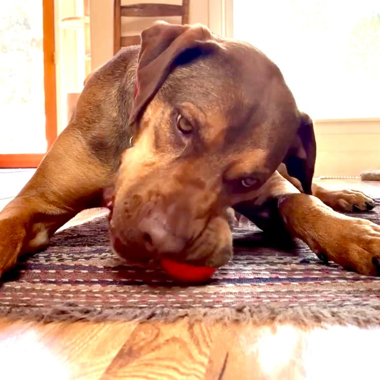 Squeak Ball - Durable Squeaky Dog Toy, Floats, Chew Toy | USA Made - Doot's Pet LLC Collars For A Cause