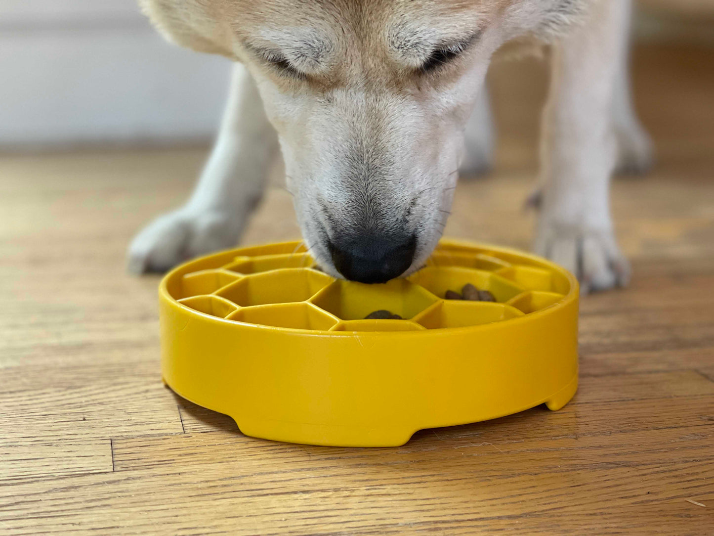 Honeycomb eBowl Deep Slow Feeder Dog Bowl for Enrichment | USA Made - Doot's Pet LLC Collars For A Cause