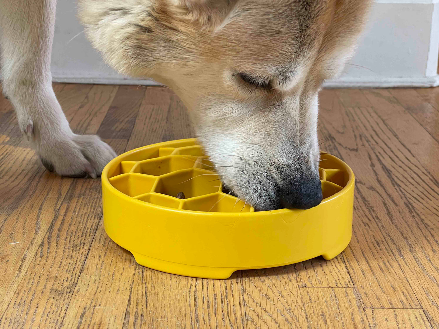 Honeycomb eBowl Deep Slow Feeder Dog Bowl for Enrichment | USA Made - Doot's Pet LLC Collars For A Cause