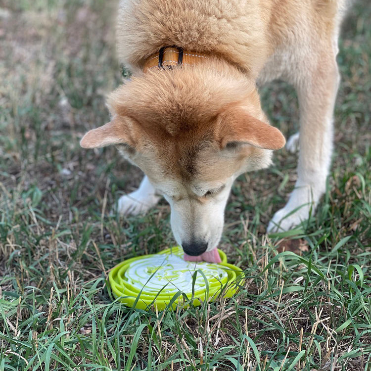Water Frog eTray - Shallow Slow Feeder Dog Bowl for Enrichment | USA Made - Doot's Pet LLC Collars For A Cause