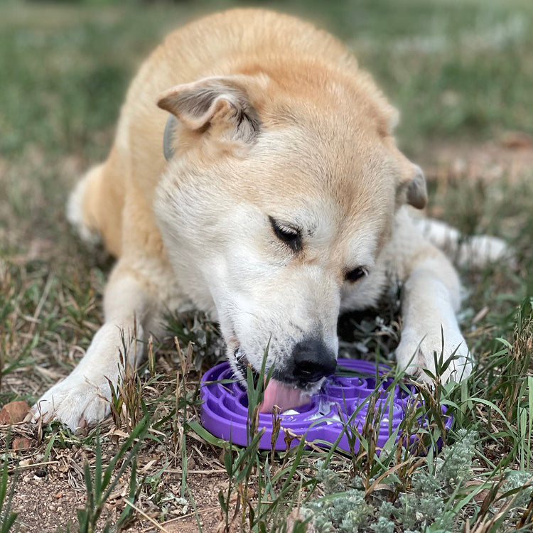 Water Frog eTray - Shallow Slow Feeder Dog Bowl for Enrichment | USA Made - Doot's Pet LLC Collars For A Cause