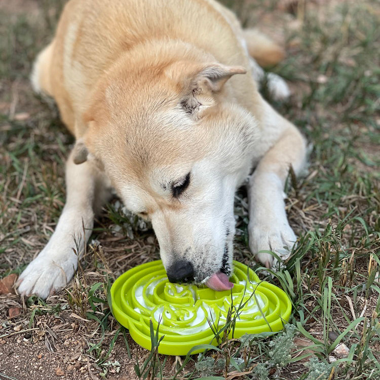 Water Frog eTray - Shallow Slow Feeder Dog Bowl for Enrichment | USA Made - Doot's Pet LLC Collars For A Cause