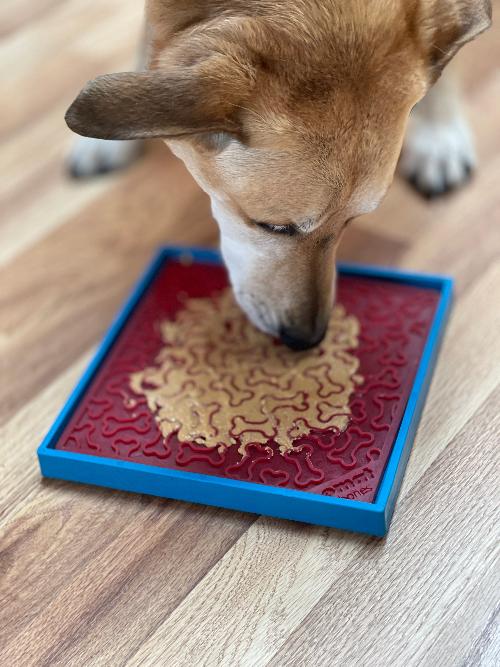 Hold 'em Suction Cup Holder for Dog Bowls & Lick Mats | USA Made - Doot's Pet LLC Collars For A Cause