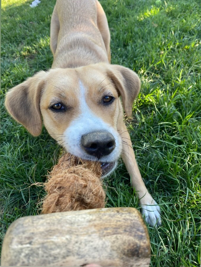 Coconut Rope & Original Chew